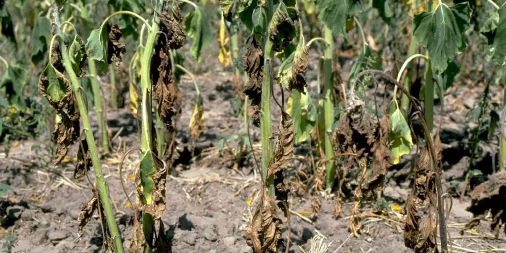 What is Damping Off or Fusarium Wilt? Okra In My Garden