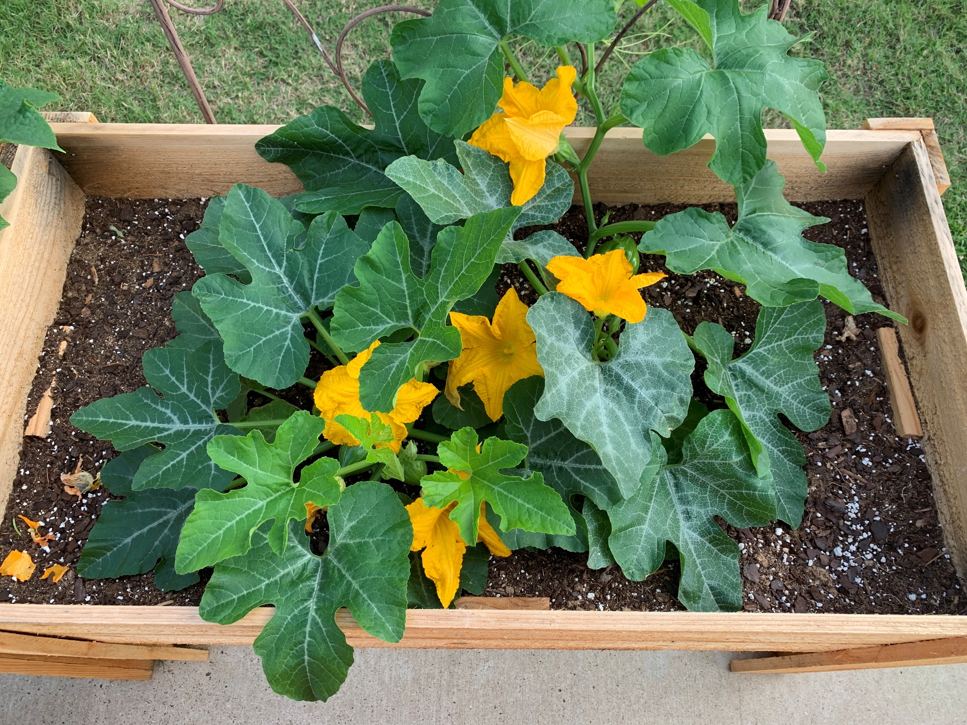 how-to-grow-acorn-squash-in-containers-okra-in-my-garden