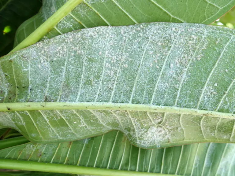 Whiteflies How to Get Rid of This Garden Pest Okra In My Garden