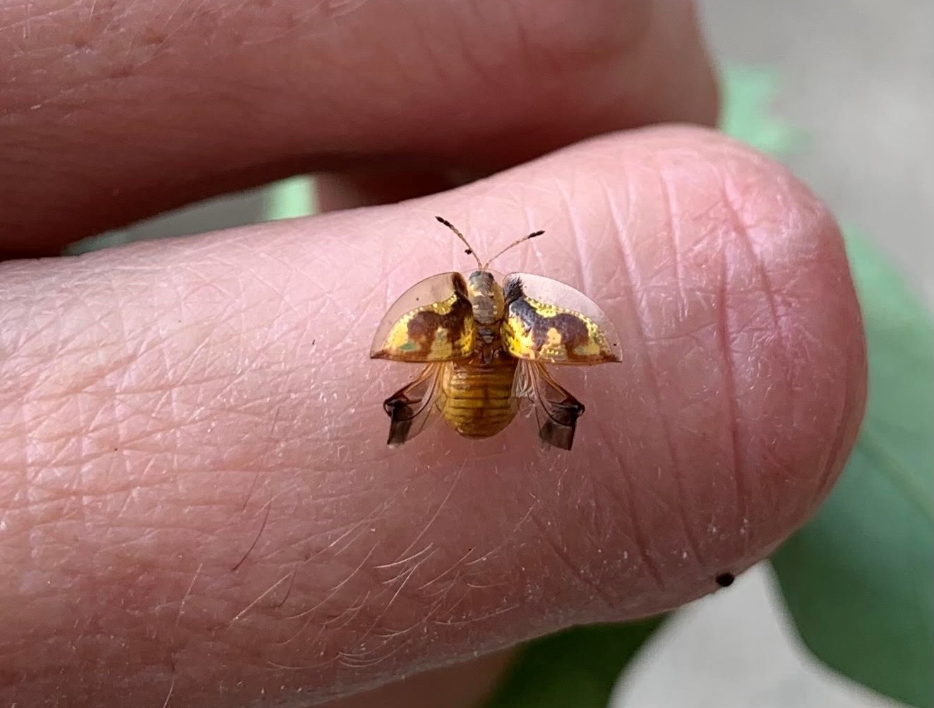 The Fascinating Golden Tortoise Beetle Okra In My Garden