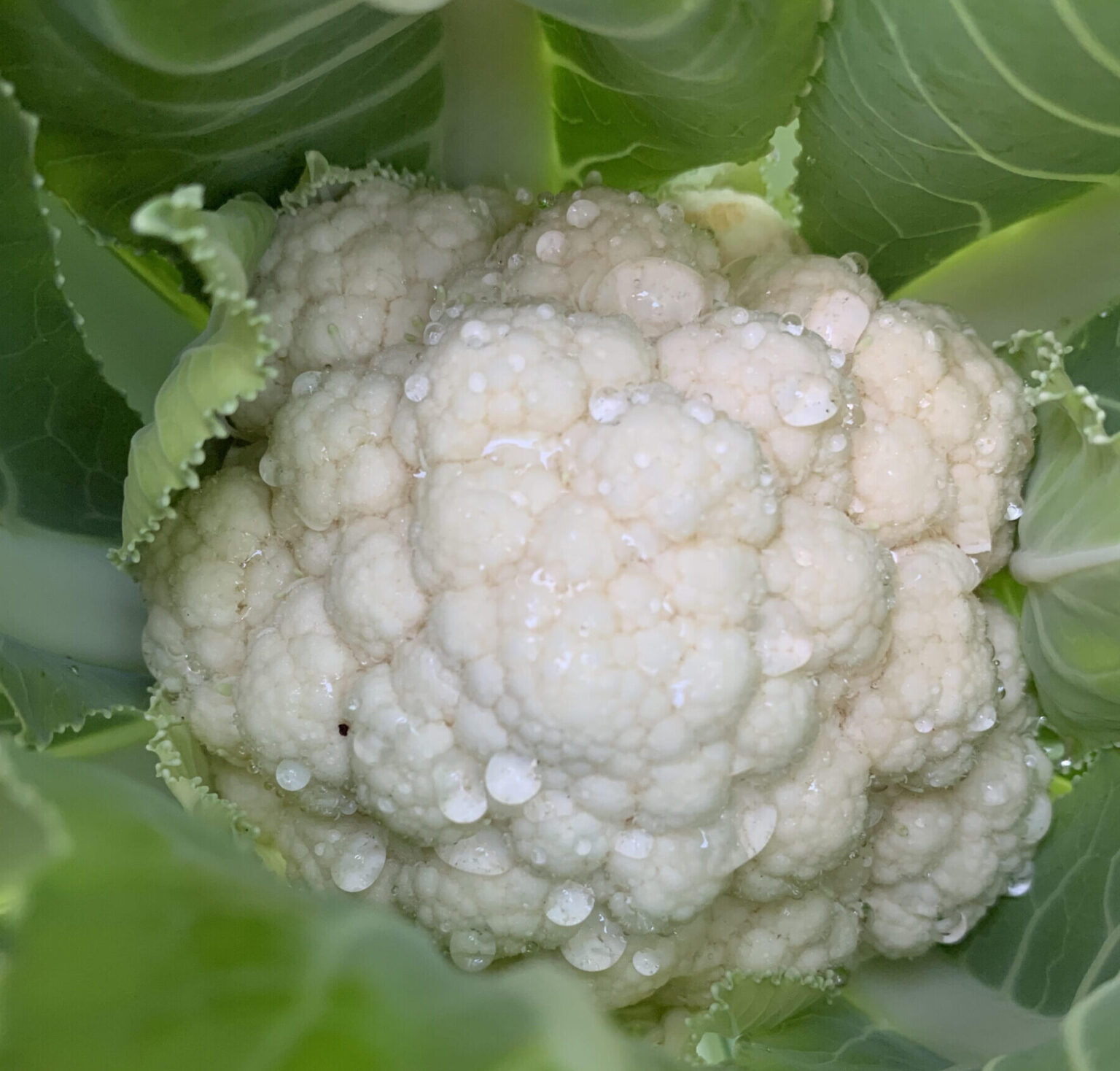 How to Grow Cauliflower in Beds or Containers Okra In My Garden