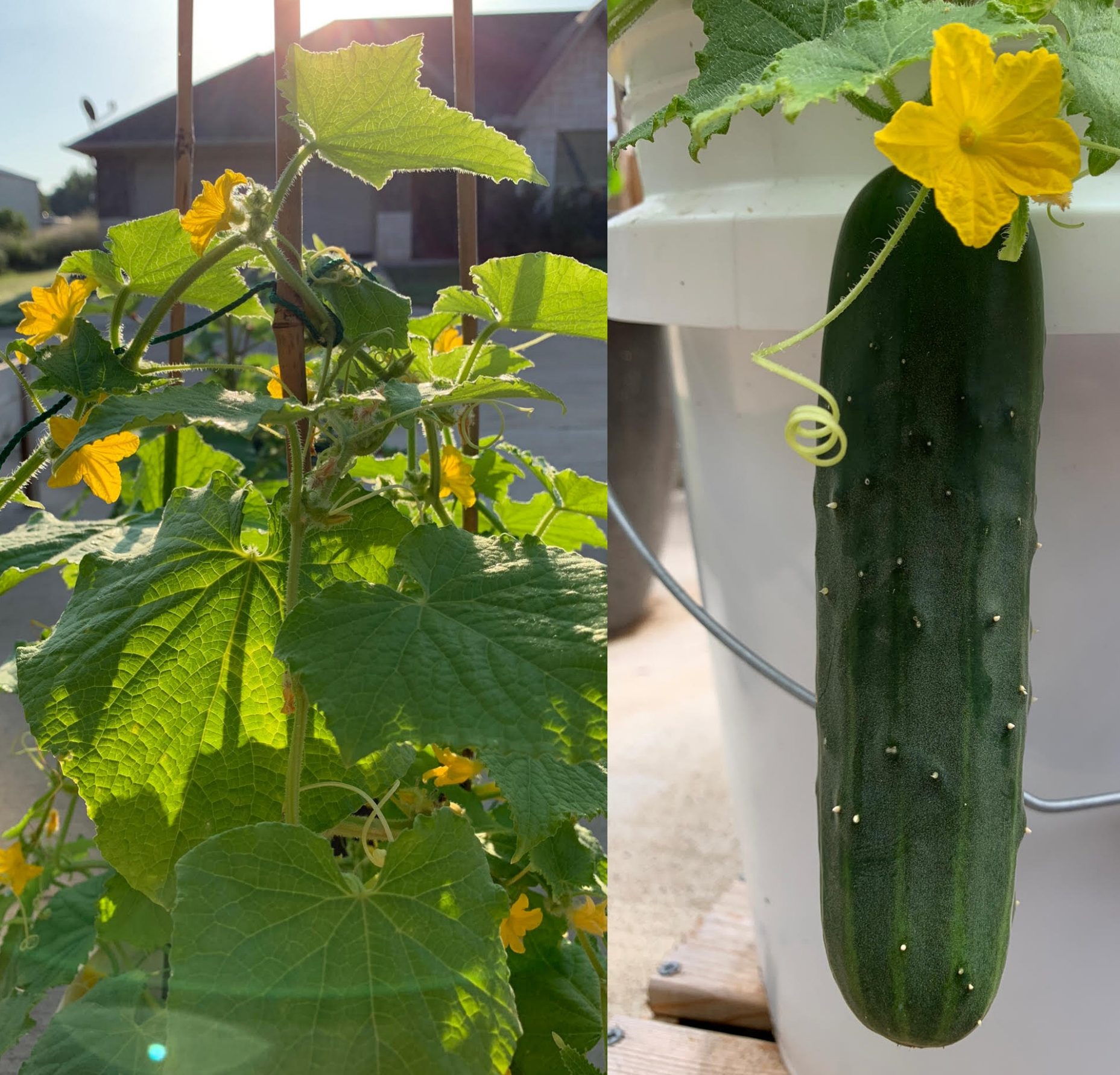 How to Grow the Best Container Garden Cucumbers - Okra In My Garden