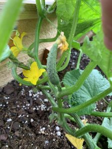 5 Reasons Cucumber and Squash Plants Lack Female Flowers