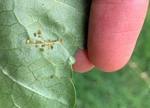 aphids in garden