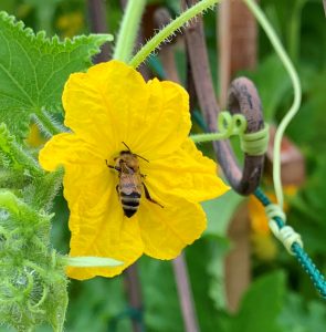 bee pollinating cucumber flower