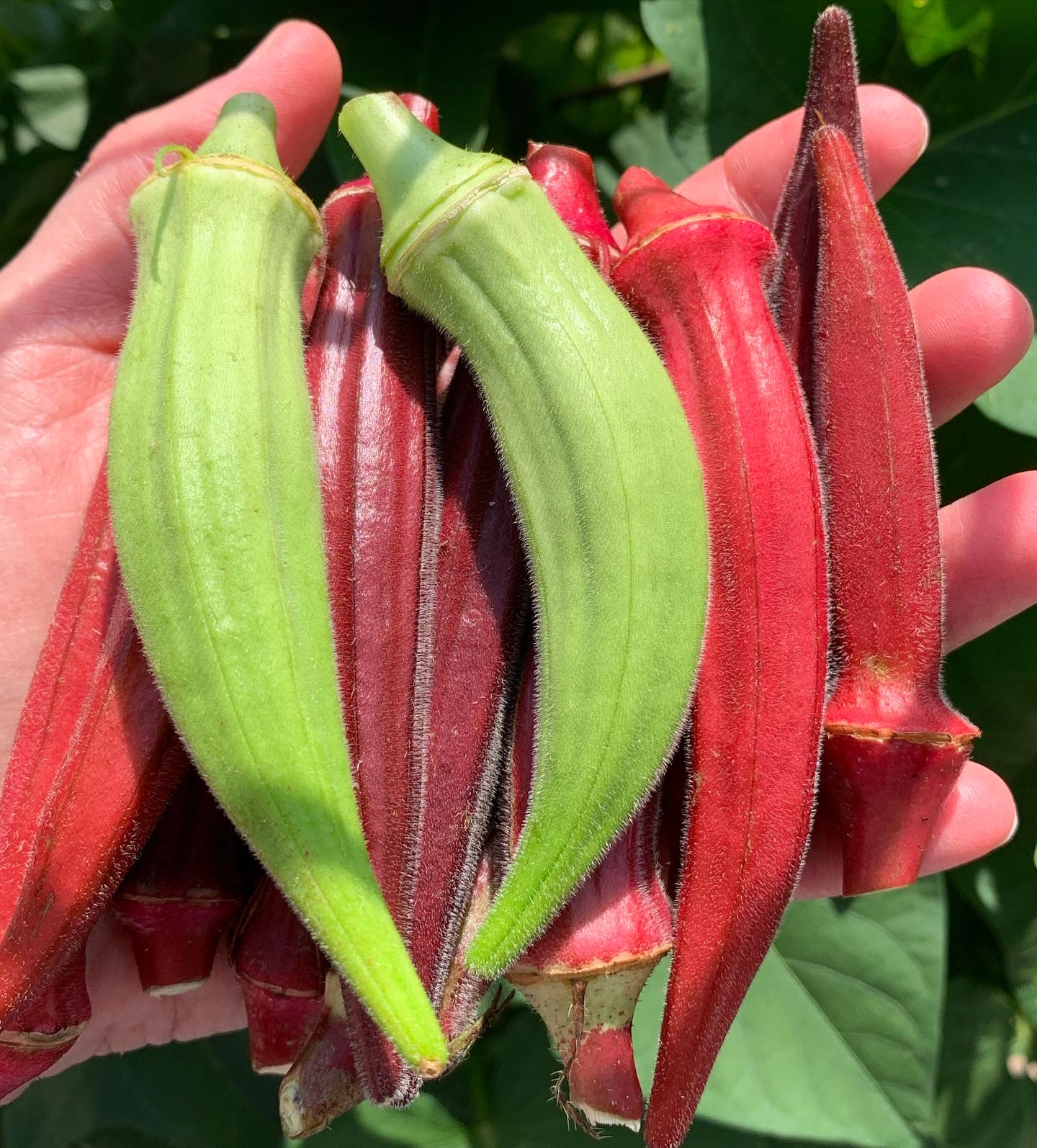 Read more about the article How to Grow Delicious Okra in Containers
