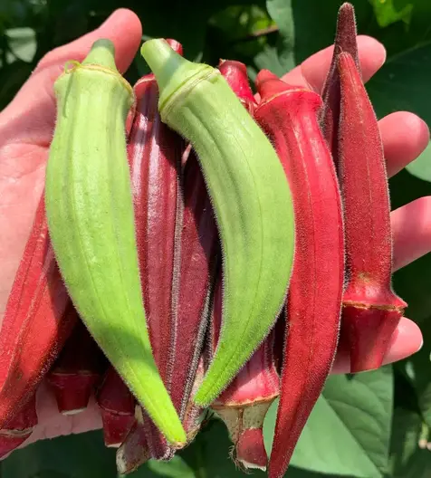 How to Grow Delicious Okra in Containers - Okra In My Garden