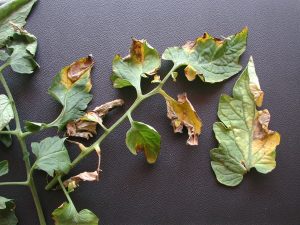 Read more about the article Verticillium Wilt in Container Gardens