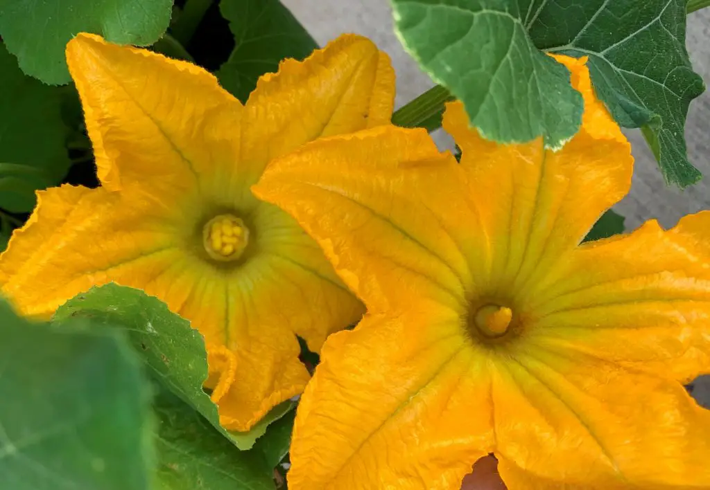 5 Reasons Cucumber and Squash Plants Lack Female Flowers - Okra In My