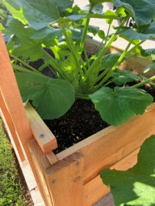 zucchini in planter's box