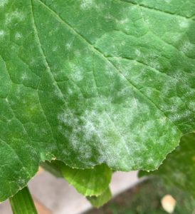 powdery mildew on zucchini