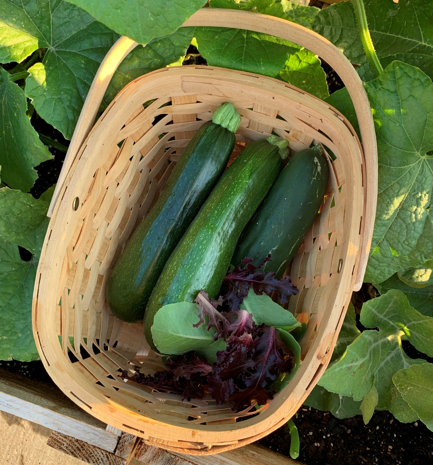 Read more about the article How To Easily Grow Zucchini in Containers
