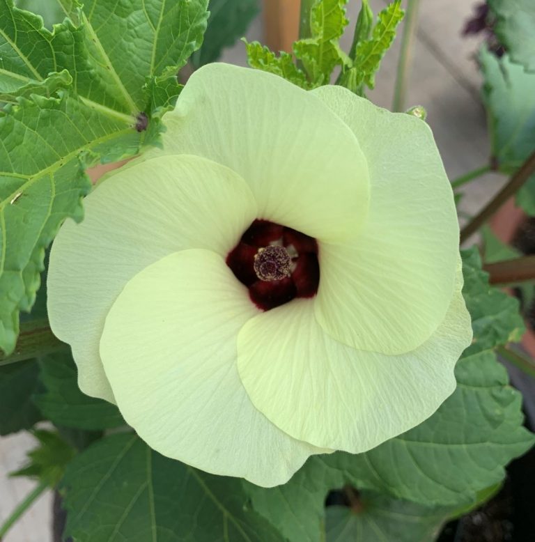 6 Reasons Your Okra Plant Doesn't Have Flowers Okra In My Garden
