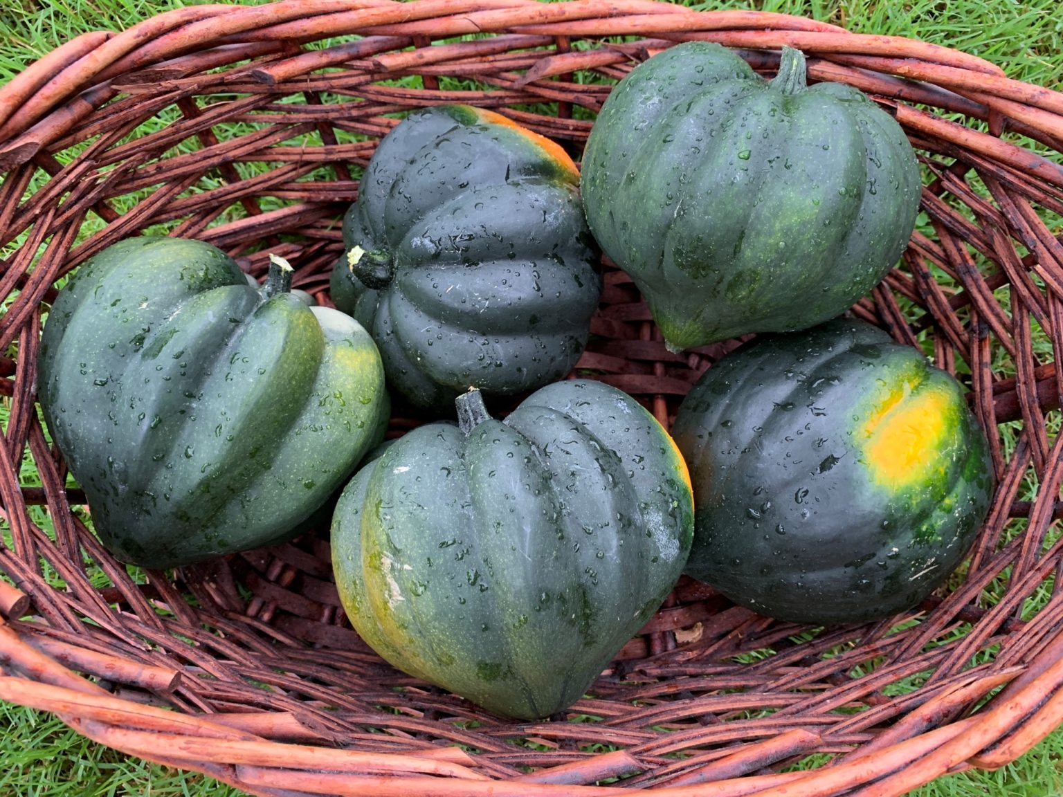 How To Grow Acorn Squash In Containers Okra In My Garden