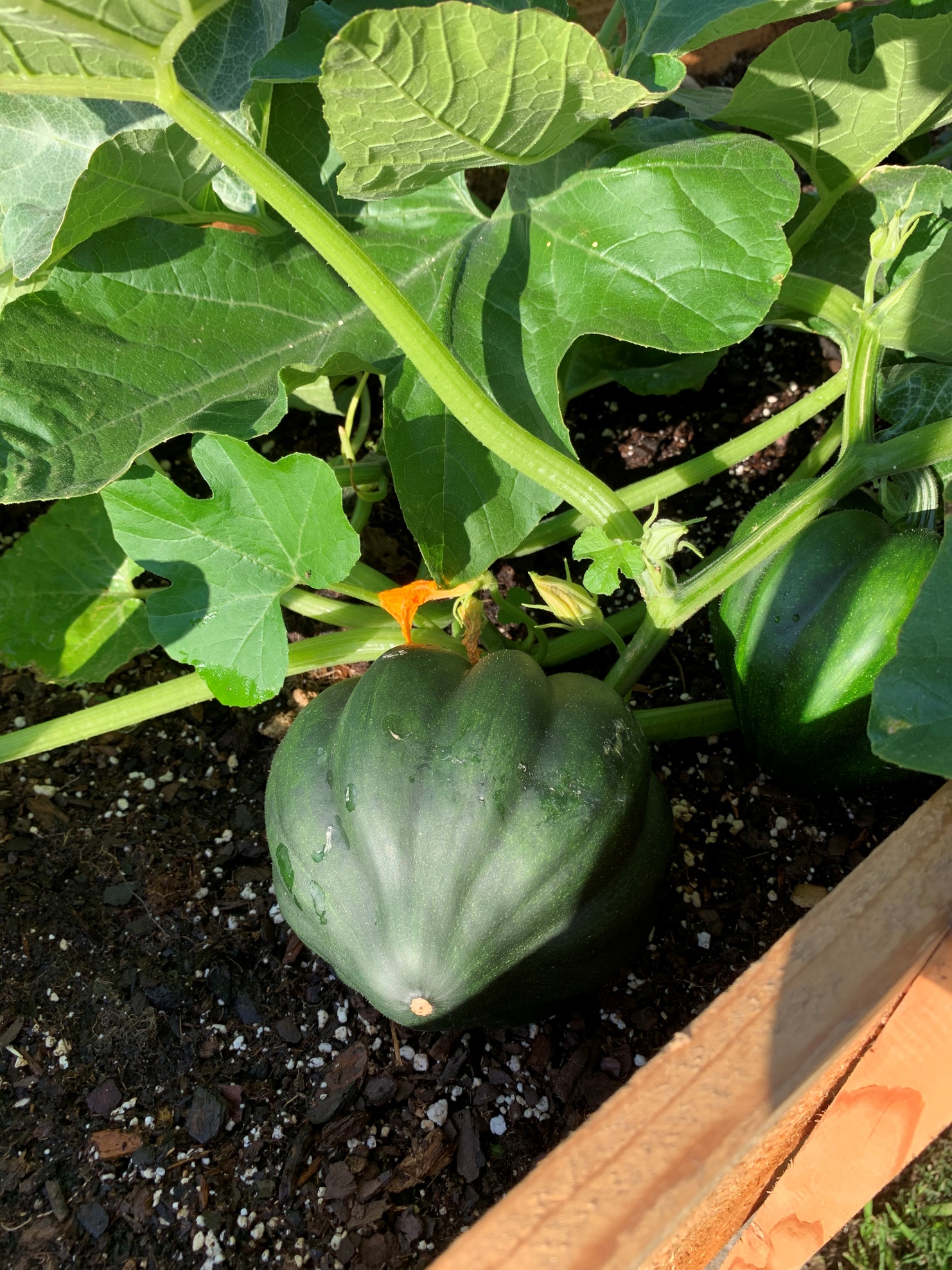 How to Grow Acorn Squash in Containers - Okra In My Garden