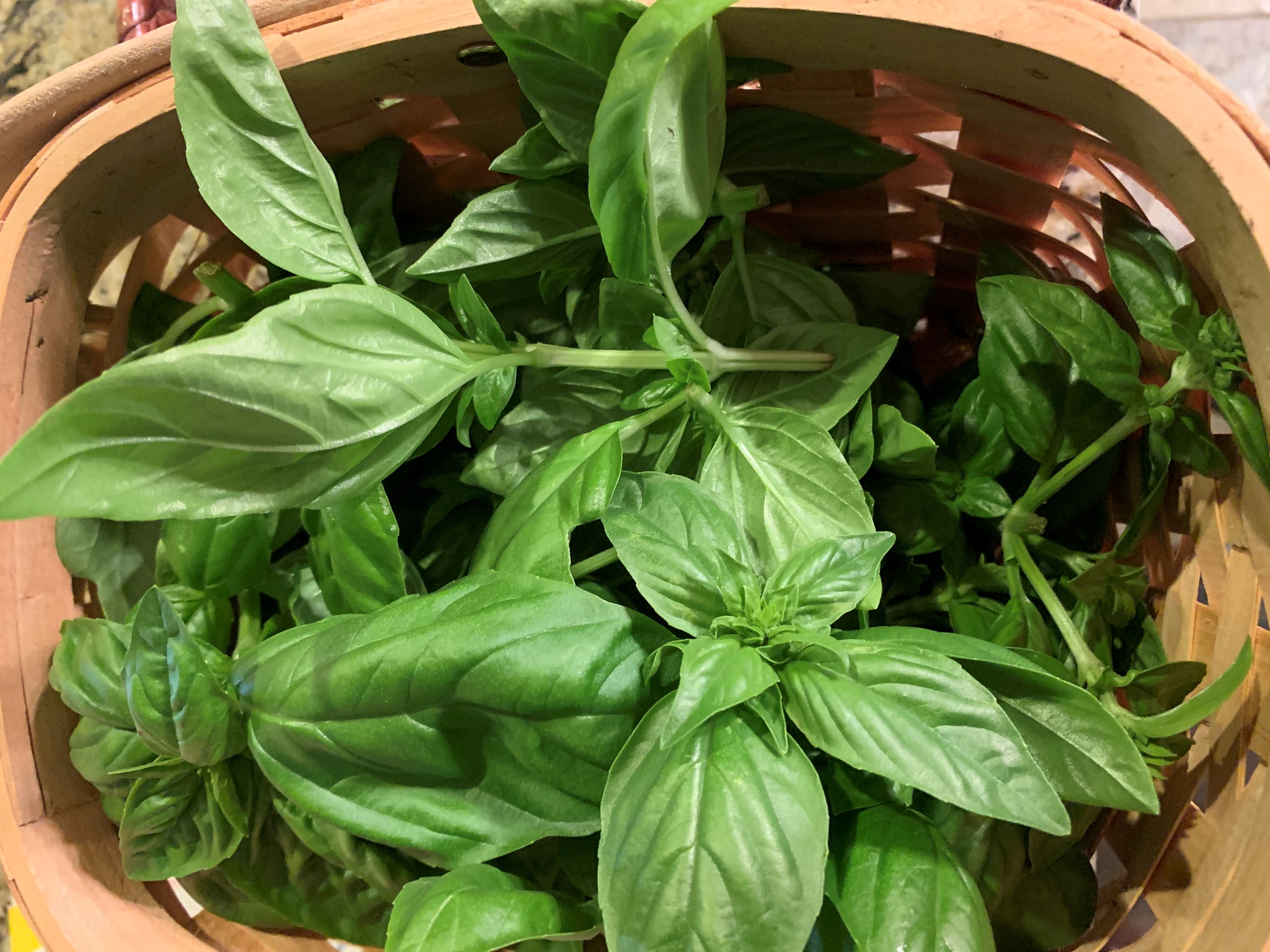 Read more about the article How to Plant, Grow, and Harvest Basil