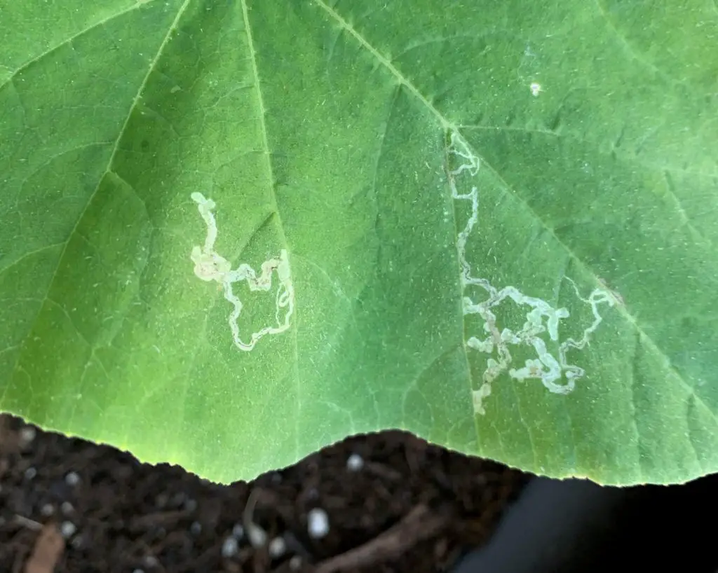 How to Treat Leaf Miners Organically - Okra In My Garden