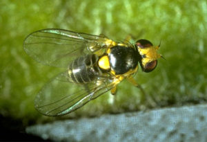 Leaf miner fly