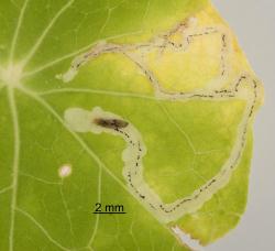 leaf miner larva