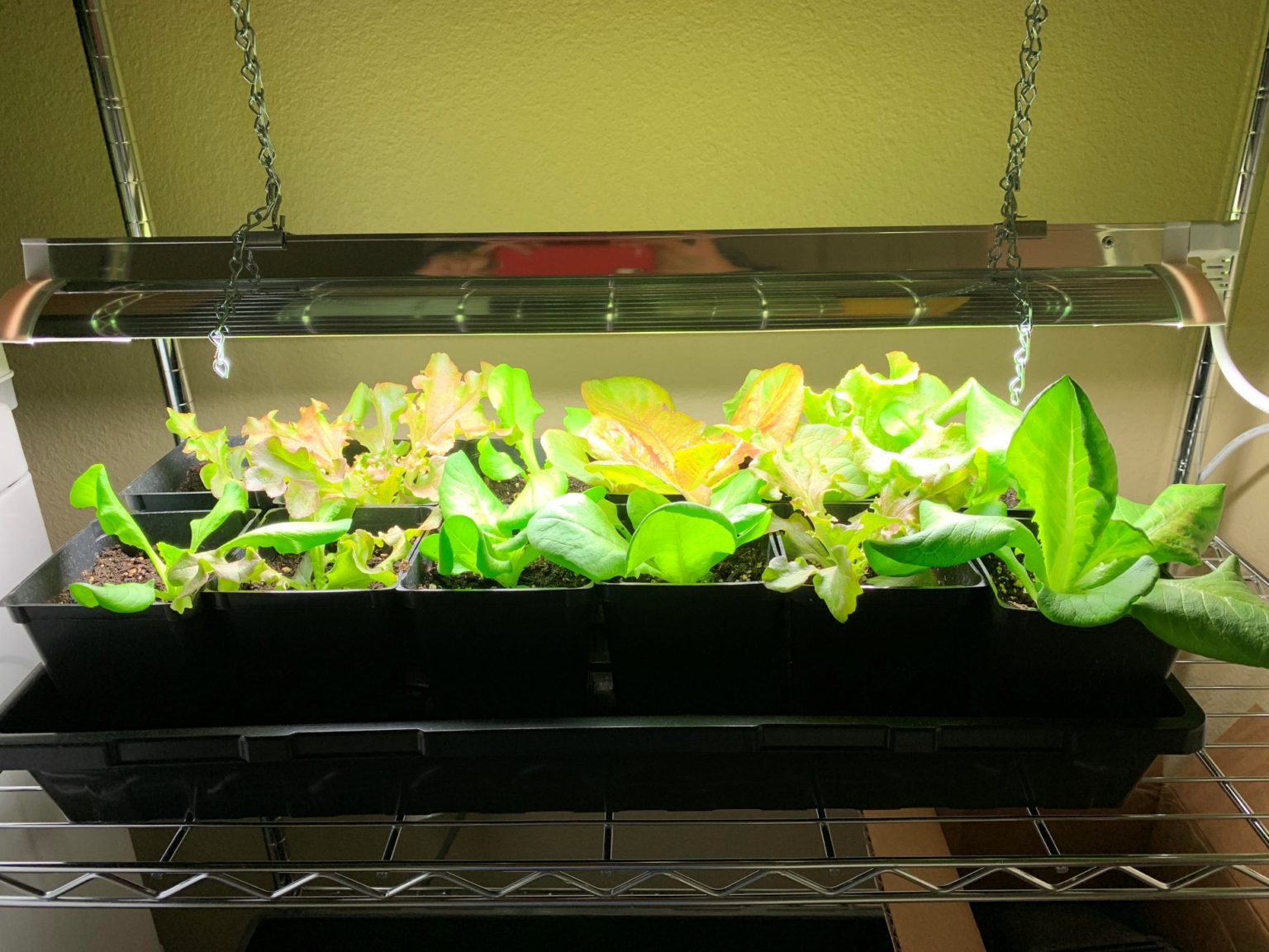 How to Grow Fresh Tasting Lettuce in Containers Okra In My Garden