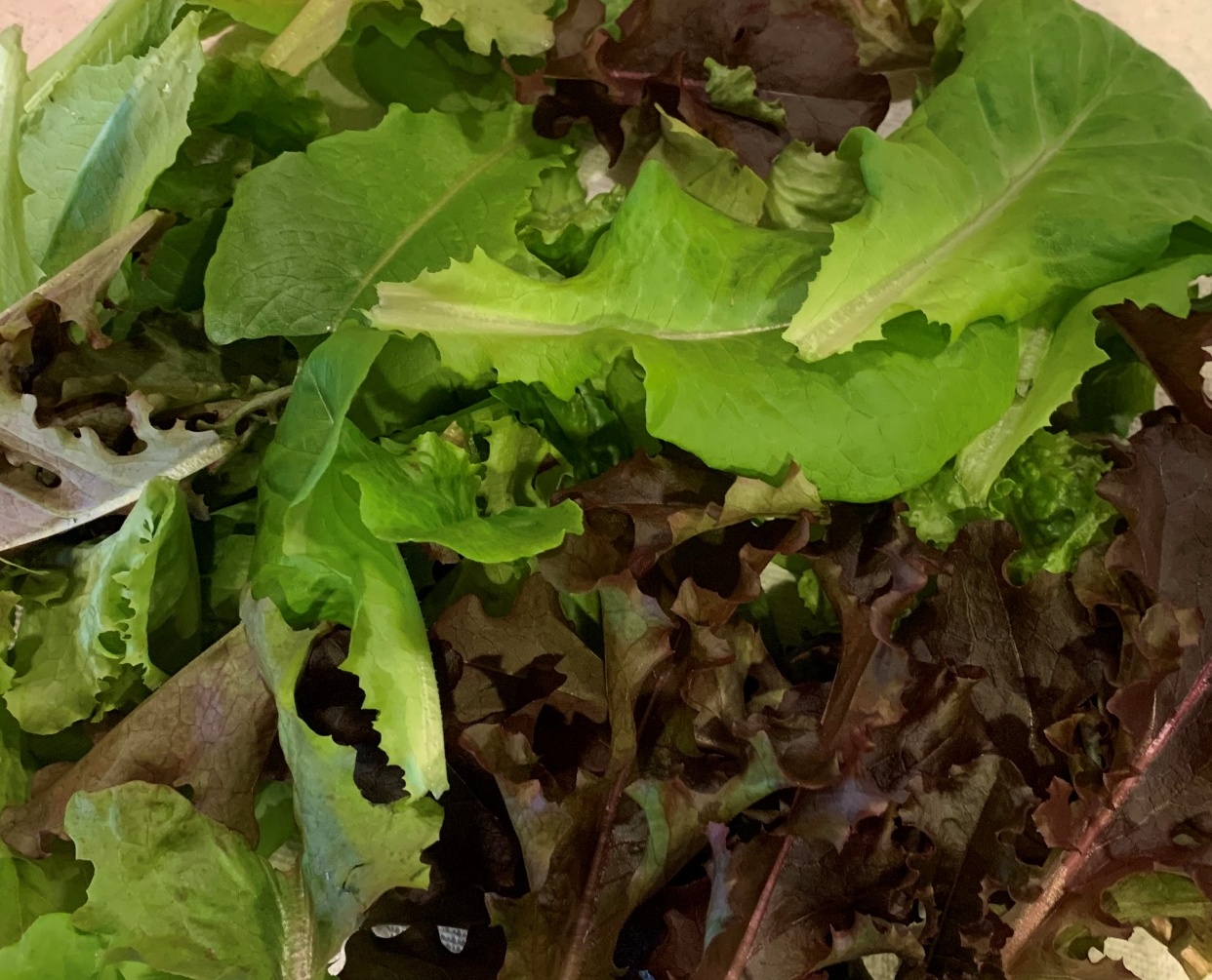 Read more about the article How to Grow Fresh Tasting Lettuce in Containers