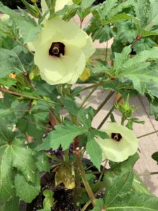 okra plant with two flowers