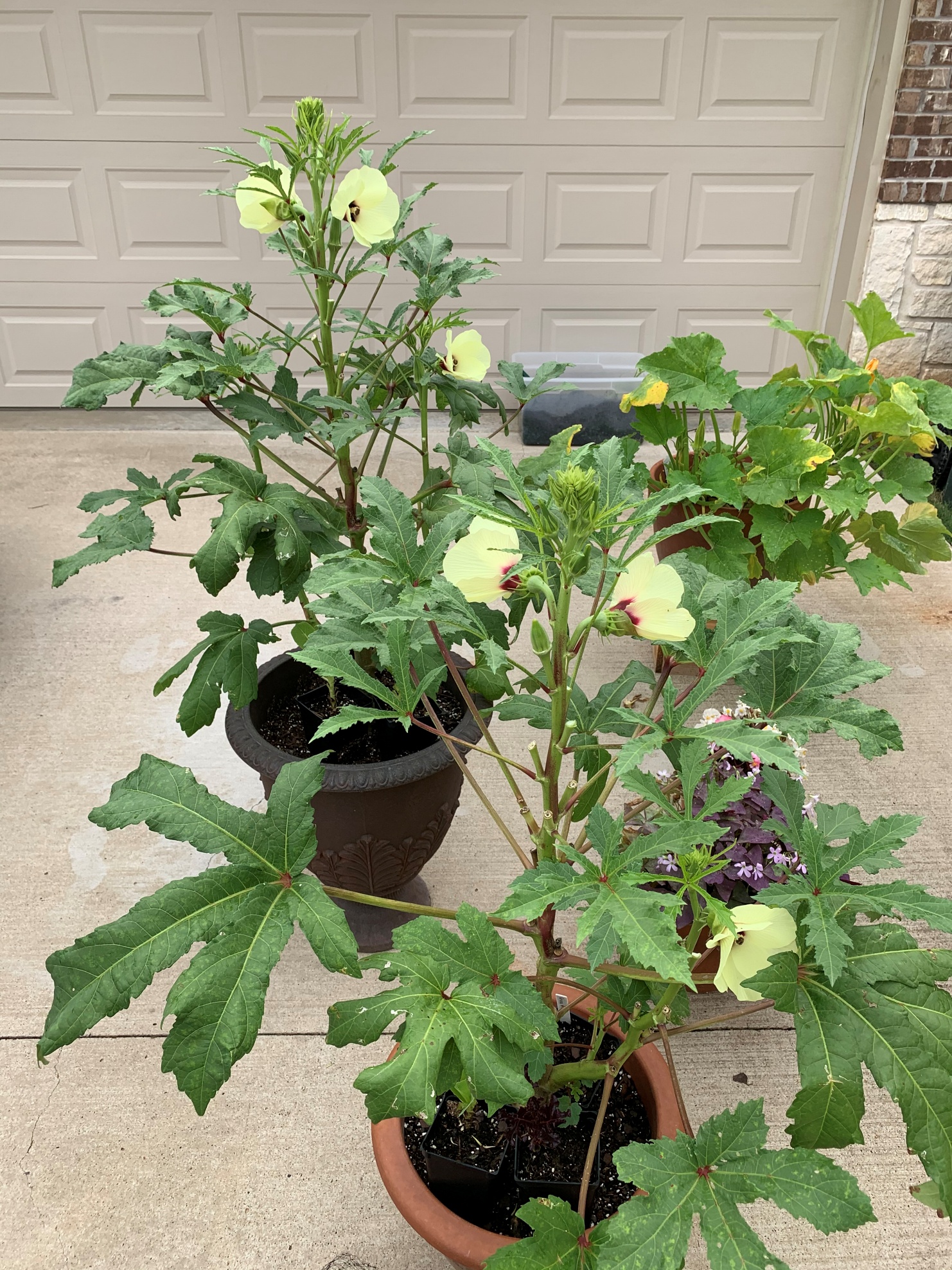 6 Reasons Your Okra Plant Doesn't Have Flowers Okra In My Garden