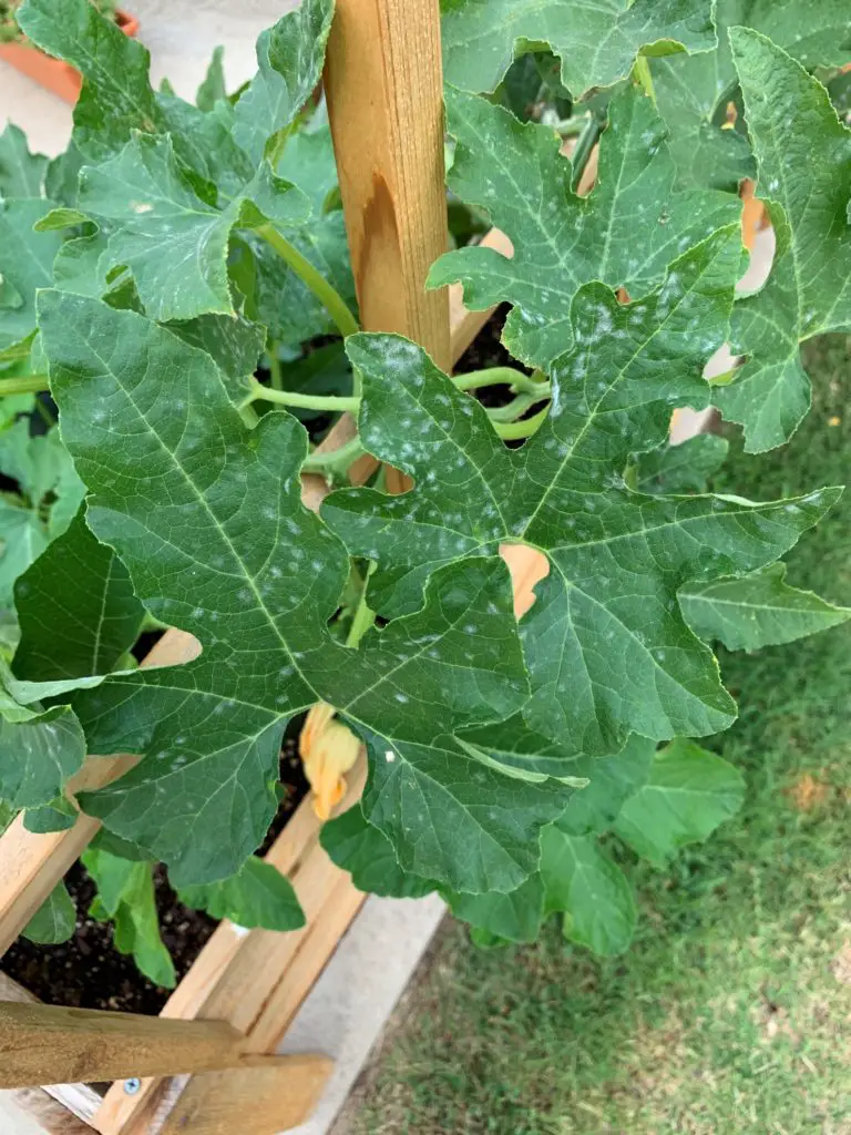 Acorn Squash Plant Leaves Turning Yellow - how to plant, grow & care for squash