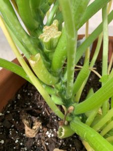 powdery mildew on zucchini stem