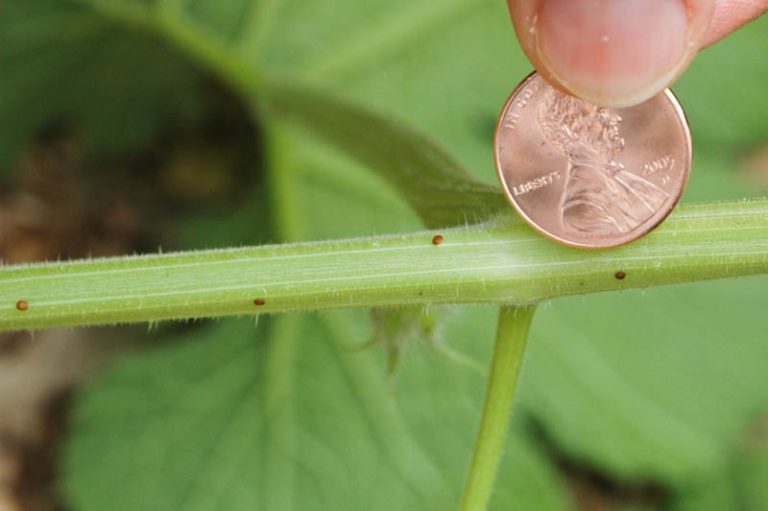 How to Identify and Treat Squash Vine Borers Okra In My Garden