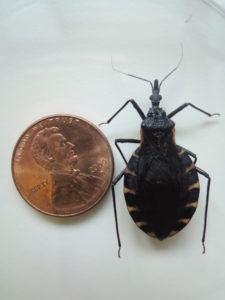  kissing bug