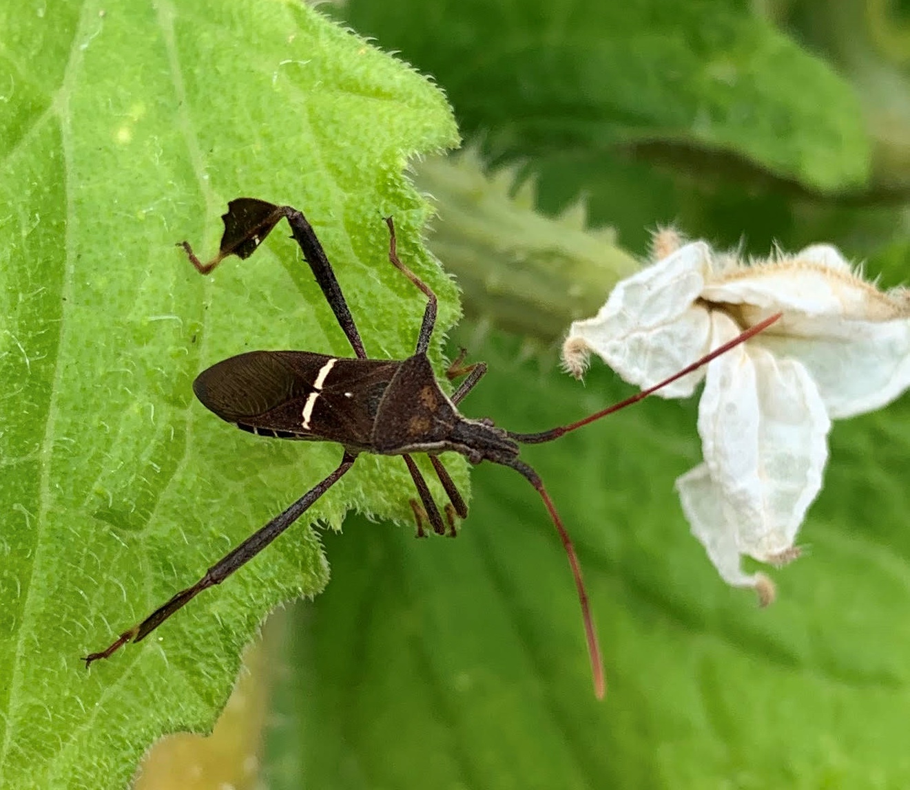 You are currently viewing How to Identify and Control Leaf-footed Bugs