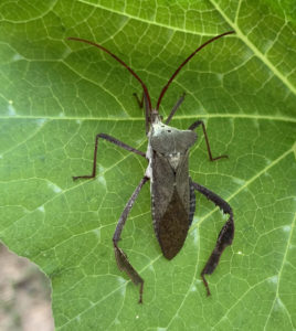 insecto con patas de hoja