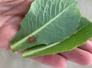 leaf-footed bug nymph