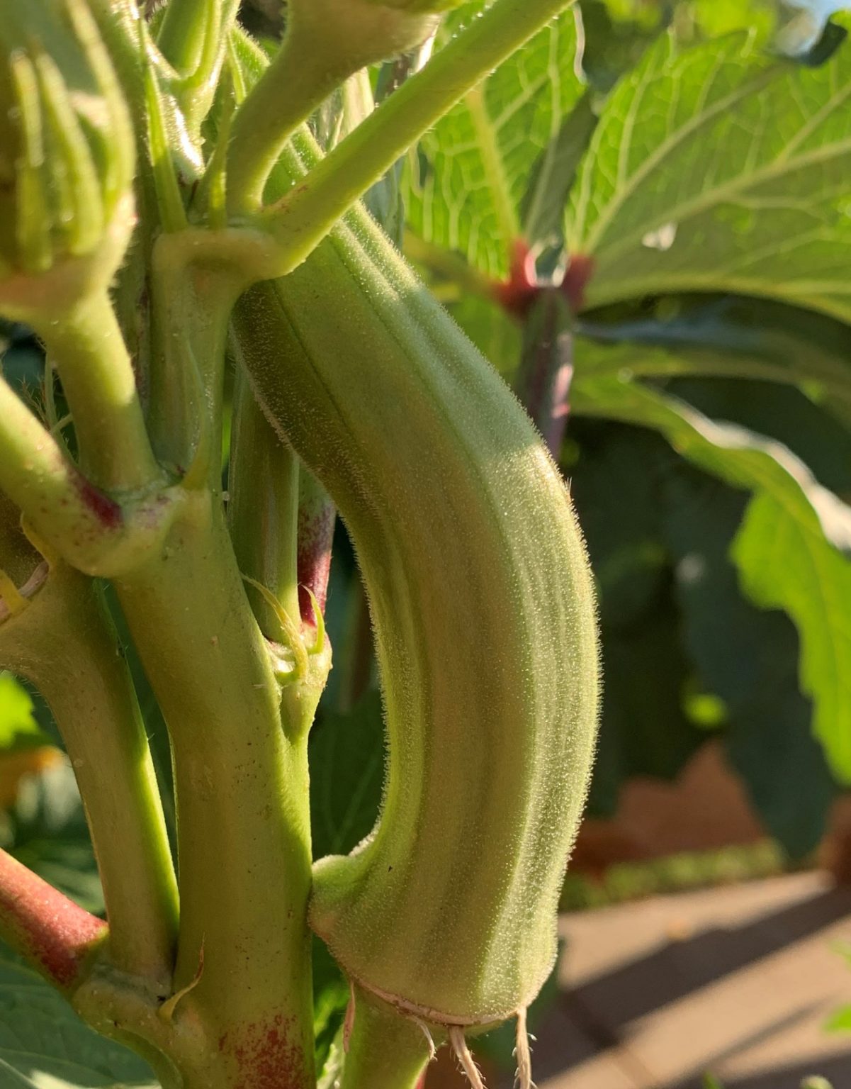 Mealybug or Mealybug Destroyer Larva? Okra In My Garden
