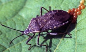 squash Bug laying eggs