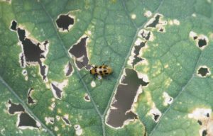 spotted cucumber beetle damage
