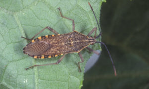 Read more about the article 6 Ways to Get Rid of Squash Bugs Organically
