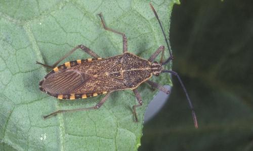 You are currently viewing 6 Ways to Get Rid of Squash Bugs Organically