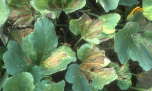 squash bug damage 