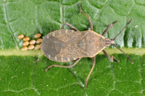 squash bug with eggs