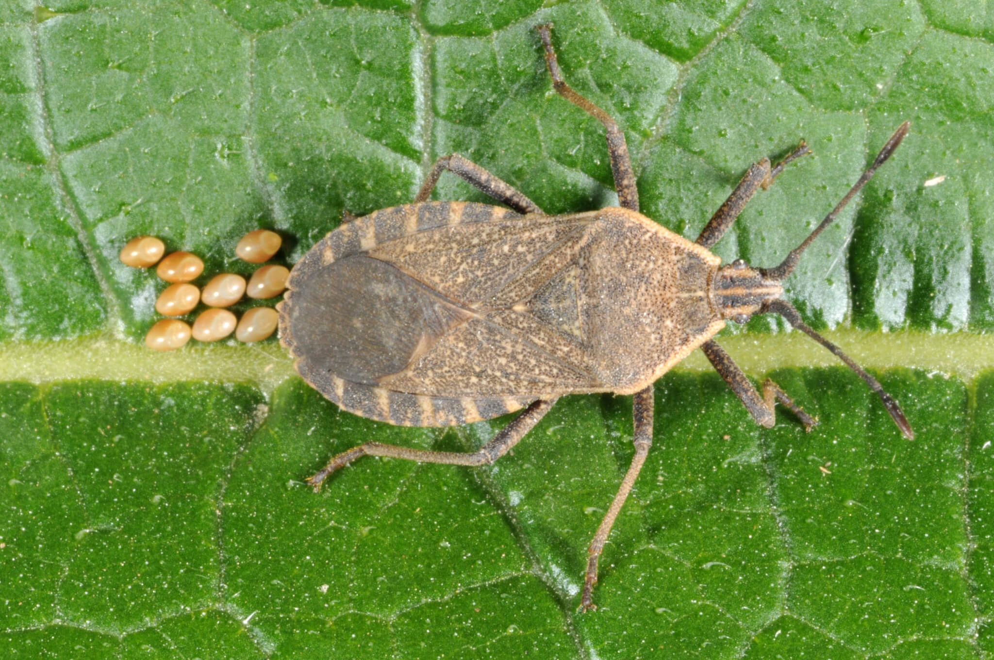 6 Ways to Get Rid of Squash Bugs Organically - Okra In My Garden