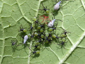 squash bug nymfer