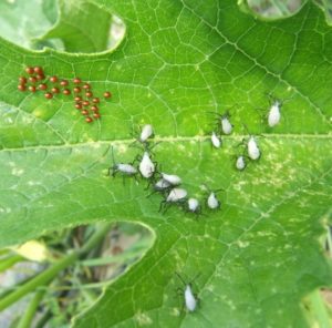 Squash bug nymphs and eggs