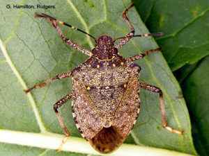 Stinker bug