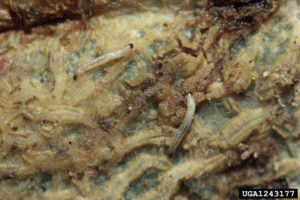 cucumber beetle larvae