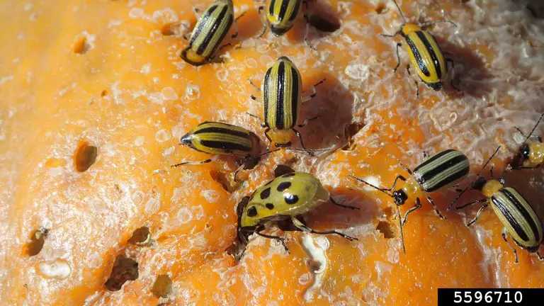 8 Ways to Control Cucumber Beetles Organically - Okra In My Garden