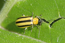 striped cucumber beetle