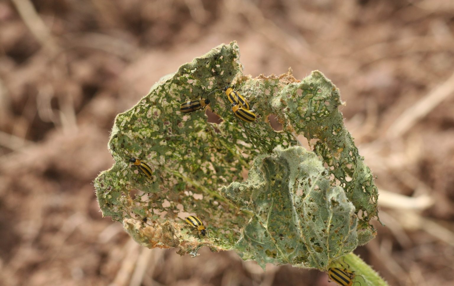 8 Ways To Control Cucumber Beetles Organically Okra In My Garden 5455