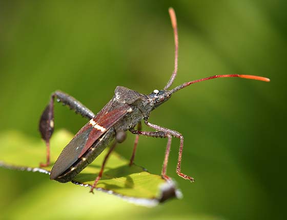 How to Identify and Control Leaf-footed Bugs - Okra In My Garden